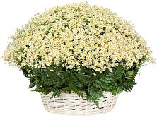 Цветочная композиция из Ромашки в корзине #REPLACE_PRED# Пирогово